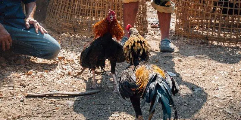 Đôi nét giới thiệu về đá gà cựa non
